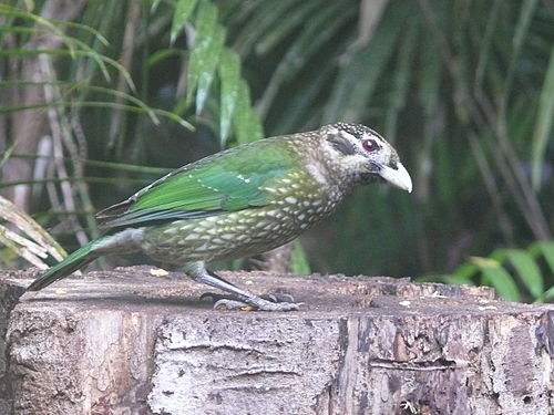 Spotted catbird